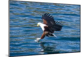 African Fish Eagle (Haliaeetus Vocifer) Hunting Fish, Cape Maclear, Lake Malawi, Malawi, Africa-Michael Runkel-Mounted Photographic Print