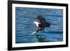 African Fish Eagle (Haliaeetus Vocifer) Hunting Fish, Cape Maclear, Lake Malawi, Malawi, Africa-Michael Runkel-Framed Photographic Print