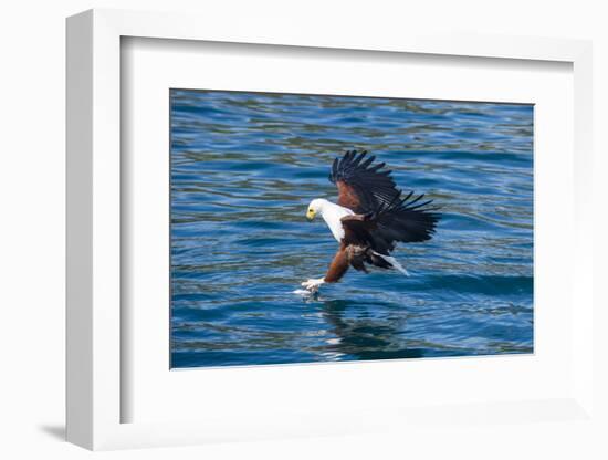 African Fish Eagle (Haliaeetus Vocifer) Hunting Fish, Cape Maclear, Lake Malawi, Malawi, Africa-Michael Runkel-Framed Photographic Print