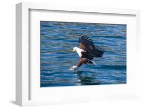 African Fish Eagle (Haliaeetus Vocifer) Hunting Fish, Cape Maclear, Lake Malawi, Malawi, Africa-Michael Runkel-Framed Photographic Print