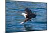 African Fish Eagle (Haliaeetus Vocifer) Hunting Fish, Cape Maclear, Lake Malawi, Malawi, Africa-Michael Runkel-Mounted Photographic Print