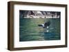 African Fish Eagle (Haliaeetus Vocifer) Hunting Fish, Nkhata Bay, Lake Malawi, Malawi, Africa-Michael Runkel-Framed Photographic Print