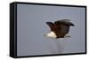 African Fish Eagle (Haliaeetus Vocifer) in Flight, Kruger National Park, South Africa, Africa-James Hager-Framed Stretched Canvas