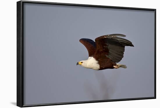 African Fish Eagle (Haliaeetus Vocifer) in Flight, Kruger National Park, South Africa, Africa-James Hager-Framed Photographic Print