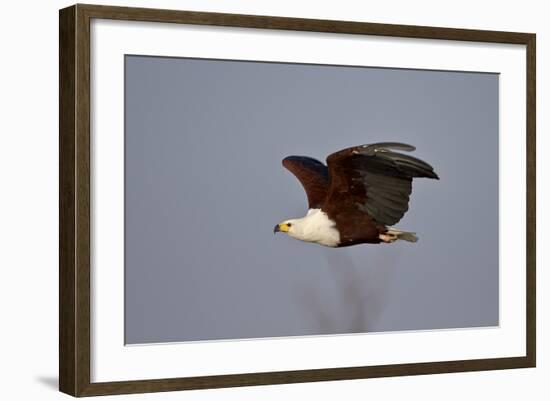 African Fish Eagle (Haliaeetus Vocifer) in Flight, Kruger National Park, South Africa, Africa-James Hager-Framed Photographic Print