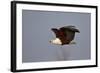 African Fish Eagle (Haliaeetus Vocifer) in Flight, Kruger National Park, South Africa, Africa-James Hager-Framed Photographic Print