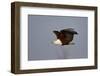 African Fish Eagle (Haliaeetus Vocifer) in Flight, Kruger National Park, South Africa, Africa-James Hager-Framed Photographic Print