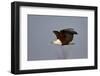 African Fish Eagle (Haliaeetus Vocifer) in Flight, Kruger National Park, South Africa, Africa-James Hager-Framed Photographic Print