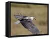 African Fish Eagle (Haliaeetus Vocifer) in Flight, Serengeti National Park, Tanzania, East Africa, -James Hager-Framed Stretched Canvas