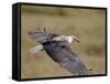 African Fish Eagle (Haliaeetus Vocifer) in Flight, Serengeti National Park, Tanzania, East Africa, -James Hager-Framed Stretched Canvas