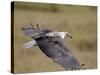 African Fish Eagle (Haliaeetus Vocifer) in Flight, Serengeti National Park, Tanzania, East Africa, -James Hager-Stretched Canvas