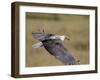 African Fish Eagle (Haliaeetus Vocifer) in Flight, Serengeti National Park, Tanzania, East Africa, -James Hager-Framed Photographic Print