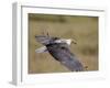 African Fish Eagle (Haliaeetus Vocifer) in Flight, Serengeti National Park, Tanzania, East Africa, -James Hager-Framed Photographic Print