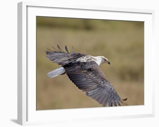 African Fish Eagle (Haliaeetus Vocifer) in Flight, Serengeti National Park, Tanzania, East Africa, -James Hager-Framed Photographic Print