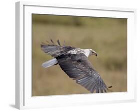 African Fish Eagle (Haliaeetus Vocifer) in Flight, Serengeti National Park, Tanzania, East Africa, -James Hager-Framed Photographic Print