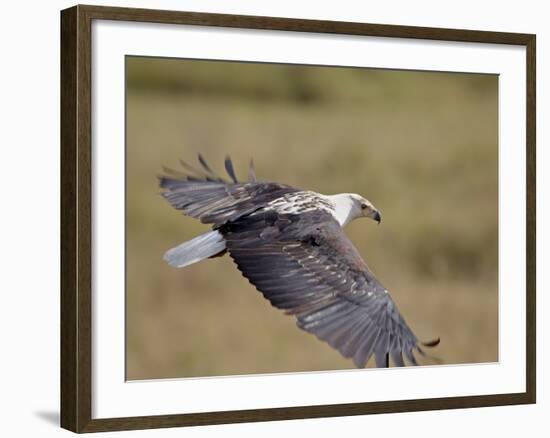 African Fish Eagle (Haliaeetus Vocifer) in Flight, Serengeti National Park, Tanzania, East Africa, -James Hager-Framed Photographic Print