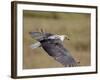 African Fish Eagle (Haliaeetus Vocifer) in Flight, Serengeti National Park, Tanzania, East Africa, -James Hager-Framed Photographic Print