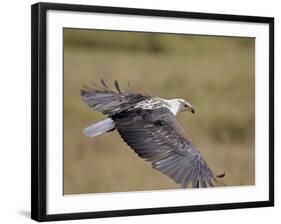 African Fish Eagle (Haliaeetus Vocifer) in Flight, Serengeti National Park, Tanzania, East Africa, -James Hager-Framed Photographic Print