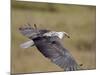 African Fish Eagle (Haliaeetus Vocifer) in Flight, Serengeti National Park, Tanzania, East Africa, -James Hager-Mounted Photographic Print