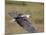 African Fish Eagle (Haliaeetus Vocifer) in Flight, Serengeti National Park, Tanzania, East Africa, -James Hager-Mounted Photographic Print