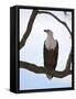 African Fish Eagle (Haliaeetus Vocifer), Masai Mara, Kenya, East Africa, Africa-Sergio Pitamitz-Framed Stretched Canvas