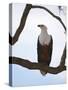 African Fish Eagle (Haliaeetus Vocifer), Masai Mara, Kenya, East Africa, Africa-Sergio Pitamitz-Stretched Canvas