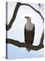 African Fish Eagle (Haliaeetus Vocifer), Masai Mara, Kenya, East Africa, Africa-Sergio Pitamitz-Stretched Canvas