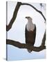 African Fish Eagle (Haliaeetus Vocifer), Masai Mara, Kenya, East Africa, Africa-Sergio Pitamitz-Stretched Canvas