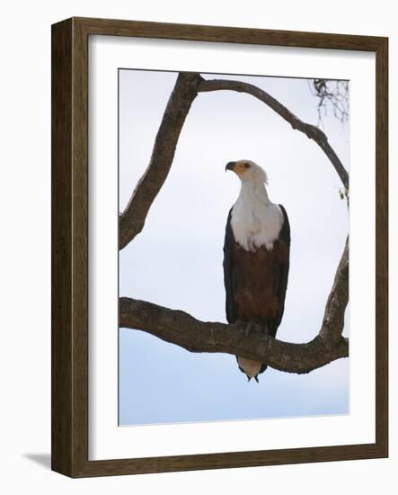 African Fish Eagle (Haliaeetus Vocifer), Masai Mara, Kenya, East Africa, Africa-Sergio Pitamitz-Framed Photographic Print