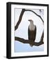 African Fish Eagle (Haliaeetus Vocifer), Masai Mara, Kenya, East Africa, Africa-Sergio Pitamitz-Framed Photographic Print