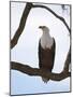 African Fish Eagle (Haliaeetus Vocifer), Masai Mara, Kenya, East Africa, Africa-Sergio Pitamitz-Mounted Photographic Print