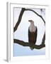 African Fish Eagle (Haliaeetus Vocifer), Masai Mara, Kenya, East Africa, Africa-Sergio Pitamitz-Framed Photographic Print