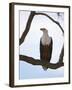 African Fish Eagle (Haliaeetus Vocifer), Masai Mara, Kenya, East Africa, Africa-Sergio Pitamitz-Framed Photographic Print