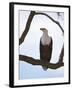 African Fish Eagle (Haliaeetus Vocifer), Masai Mara, Kenya, East Africa, Africa-Sergio Pitamitz-Framed Photographic Print