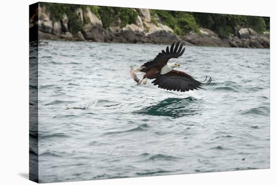 African Fish Eagle (Haliaeetus Vocoder), Bird of Prey, Malawi, Africa-Janette Hill-Stretched Canvas