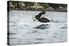 African Fish Eagle (Haliaeetus Vocoder), Bird of Prey, Malawi, Africa-Janette Hill-Stretched Canvas