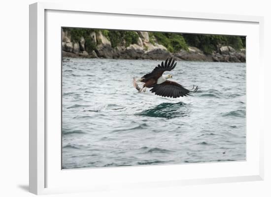 African Fish Eagle (Haliaeetus Vocoder), Bird of Prey, Malawi, Africa-Janette Hill-Framed Photographic Print