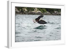 African Fish Eagle (Haliaeetus Vocoder), Bird of Prey, Malawi, Africa-Janette Hill-Framed Photographic Print