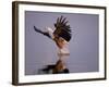 African Fish Eagle Hunting Fish, Chobe National Park, Botswanna-Tony Heald-Framed Photographic Print