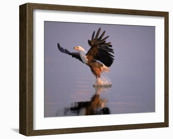 African Fish Eagle Hunting Fish, Chobe National Park, Botswanna-Tony Heald-Framed Photographic Print