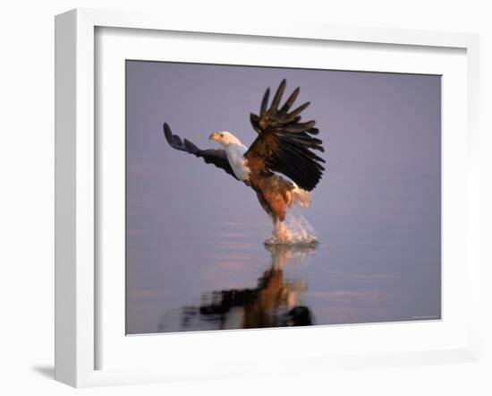 African Fish Eagle Hunting Fish, Chobe National Park, Botswanna-Tony Heald-Framed Photographic Print