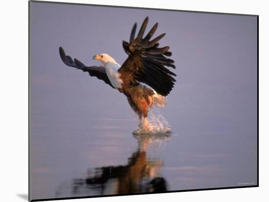 African Fish Eagle Hunting Fish, Chobe National Park, Botswanna-Tony Heald-Mounted Photographic Print