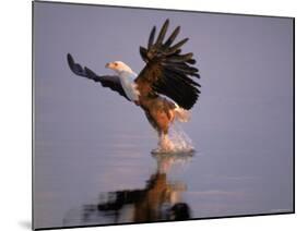 African Fish Eagle Hunting Fish, Chobe National Park, Botswanna-Tony Heald-Mounted Photographic Print