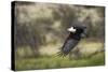 African Fish Eagle, Makgadikgadi Pans National Park, Botswana-Paul Souders-Stretched Canvas