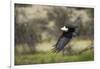 African Fish Eagle, Makgadikgadi Pans National Park, Botswana-Paul Souders-Framed Photographic Print