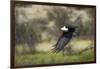 African Fish Eagle, Makgadikgadi Pans National Park, Botswana-Paul Souders-Framed Photographic Print