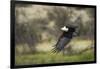 African Fish Eagle, Makgadikgadi Pans National Park, Botswana-Paul Souders-Framed Photographic Print