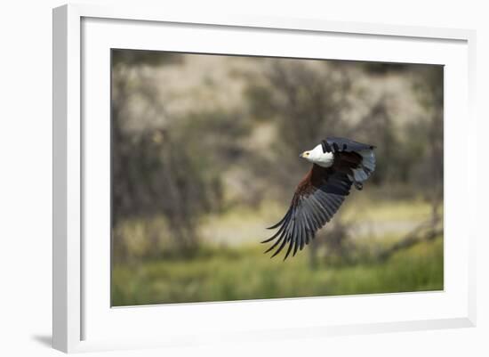 African Fish Eagle, Makgadikgadi Pans National Park, Botswana-Paul Souders-Framed Photographic Print