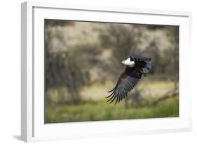 African Fish Eagle, Makgadikgadi Pans National Park, Botswana-Paul Souders-Framed Photographic Print