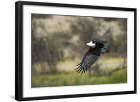 African Fish Eagle, Makgadikgadi Pans National Park, Botswana-Paul Souders-Framed Photographic Print